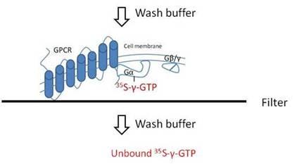 35s-gtp-binding-assays-fig4