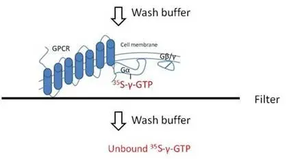 35s-gtp-binding-assays-fig4