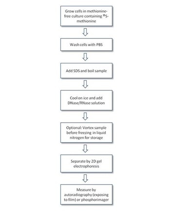 35s-methionine-labeling-fig2