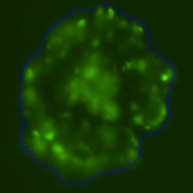 3D spheroid morphological differences 10