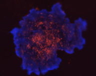 3D spheroid morphological differences 16