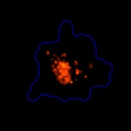 3D spheroid morphological differences 3