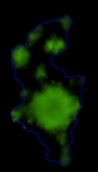 3D spheroid morphological differences 6