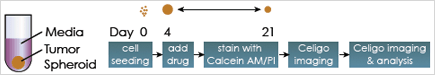  3D tumor spheroids fluorescence viability setup