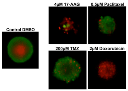  3D tumor spheroids fluorescence viability