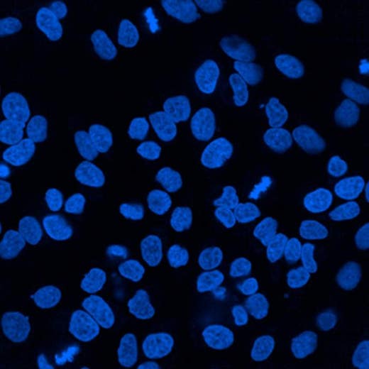 HeLa cells stained with PhenoVue DAPI nuclear stain