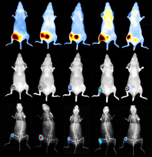 Bioluminescent and fluorescent imaging of 4T1-Red-Fluc Cells knee metastasis using IVIS Lumina X5