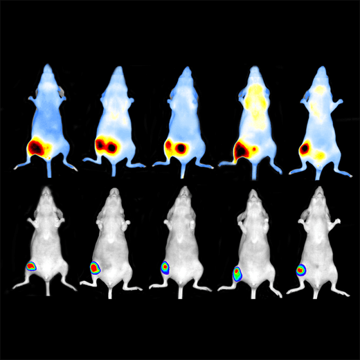 Optical Image of 5 mouse using IVIS Lumina X5 imaging system