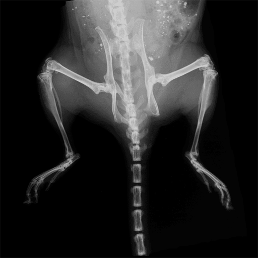 Bioware® Brite cells 4T1-Red-FLuc knee metastasis showing X-ray imaging of injected knee using IVIS Lumina X5