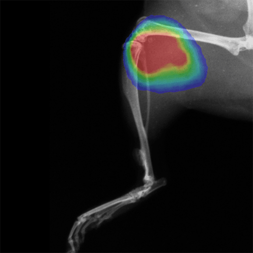 X-ray image of knee with bioluminescent overlay showing signal localization and intensity