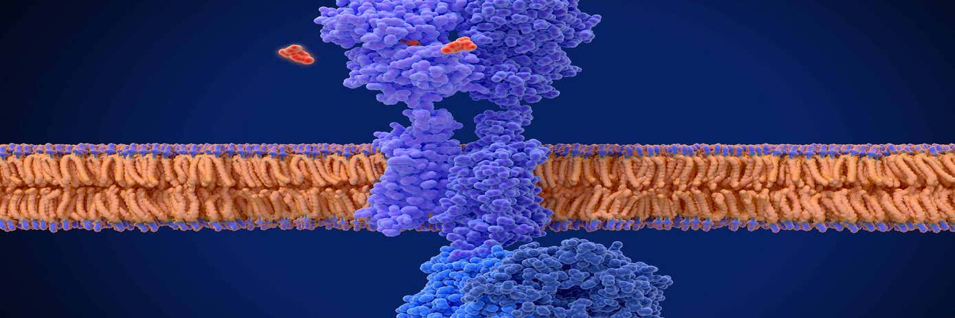 5-tips-for-mastering-gpcr-signaling-with-phospho-erk-assay-hero_1920x1080