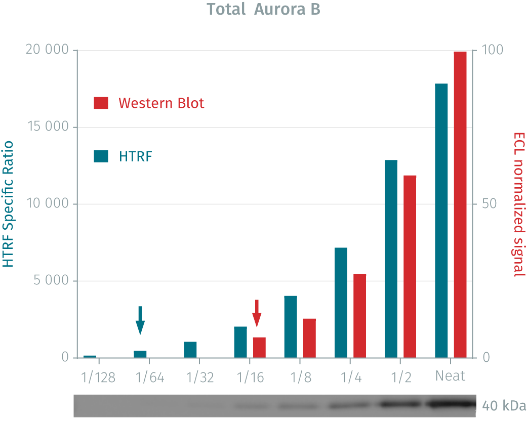 6assay-validation-aurora-b-total-pharmaco-5.png