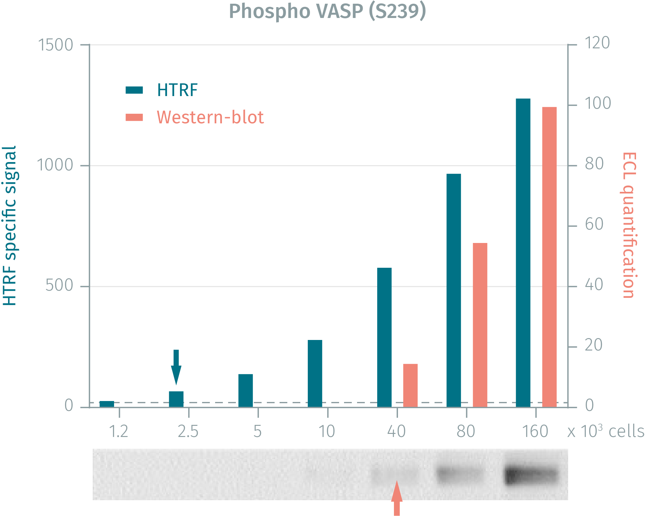 6assay-validation-vasp-phospho-s239-3.png