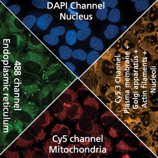 HeLa cells stained with PhenoVue Cell Painting Kit