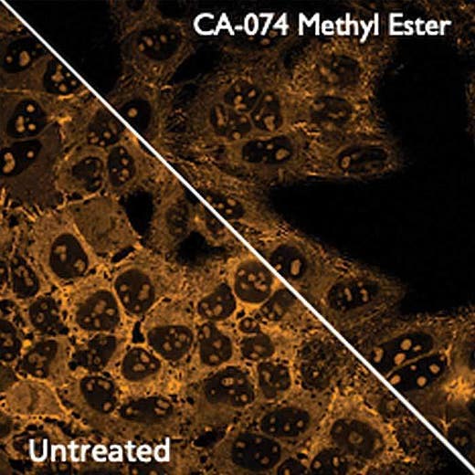 HeLa cells treated or untreated and stained with PhenoVue Cell Painting Kit