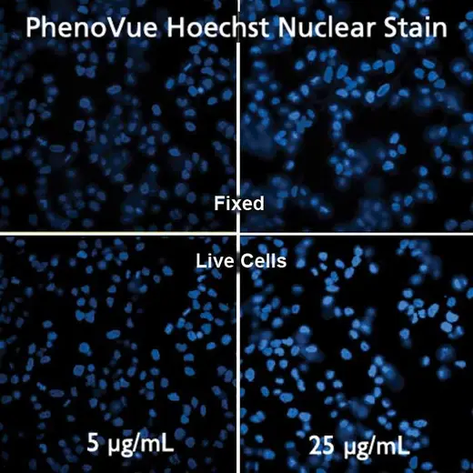 HeLa cells stained with PhenoVue Hoechst 33342 Nuclear Stain