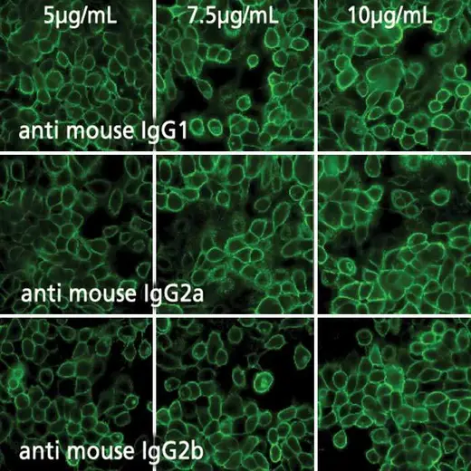 PhenoVue Fluor 488 - Goat Anti-Mouse IgG (H+L) Cross-Adsorbed