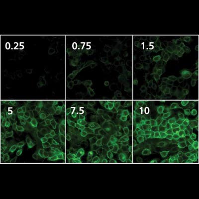 PhenoVue Fluor 488 - Goat Anti-Rabbit IgG (H+L) Cross-Adsorbed