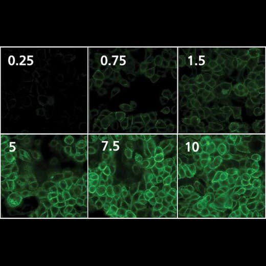 PhenoVue Fluor 488 - Goat Anti-Rabbit IgG (H+L) Highly Cross-Adsorbed