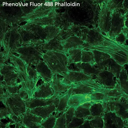 HeLa cells stained with PhenoVue Fluor 488 - Phalloidin
