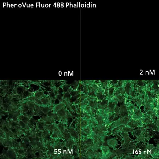 HeLa cells stained with PhenoVue Fluor 488 - Phalloidin