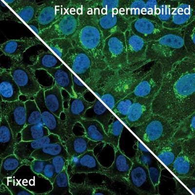 HeLa cells stained with PhenoVue Fluor 488 - WGA