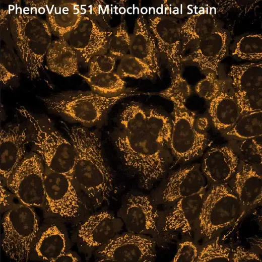 HeLa cells stained with PhenoVue 551 Mitochondrial Stain