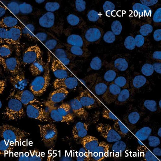 HeLa cells stained with PhenoVue 551 Mitochondrial Stain