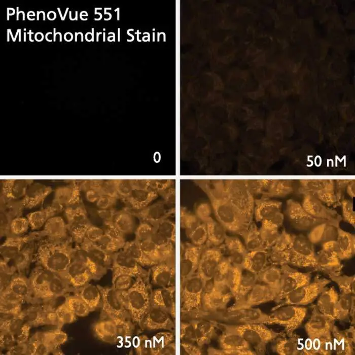 HeLa cells stained with PhenoVue 551 Mitochondrial Stain