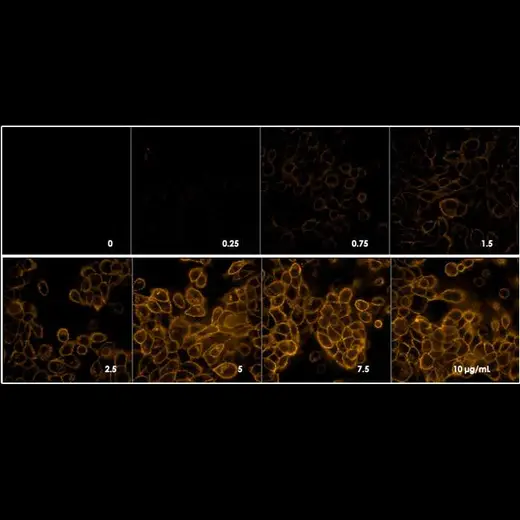 Detection of EGFR expressed in A431 cells by indirect immunofluorescence using increasing concentrations of PhenoVue Fluor 568 Goat Anti-Mouse IgG Cross-Adsorbed