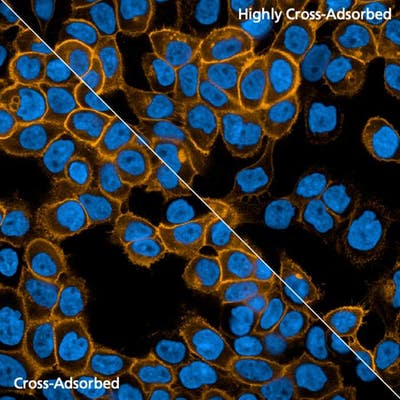 Detection of EGFR expressed in A431 cells by indirect immunofluorescence using PhenoVue Fluor 568 Goat Anti-Rabbit IgG Cross-Adsorbed and Highly Cross-Adsorbed