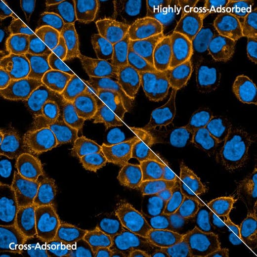 Detection of EGFR expressed in A431 cells by indirect immunofluorescence using PhenoVue Fluor 568 Goat Anti-Rabbit IgG Cross-Adsorbed and Highly Cross-Adsorbed