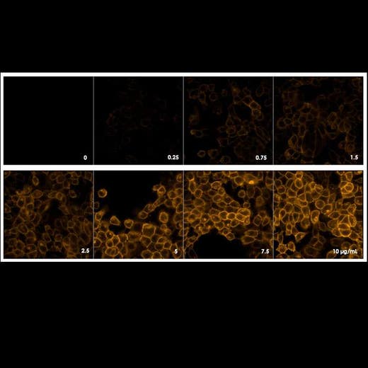 Detection of EGFR expressed in A431 cells by indirect immunofluorescence using increasing concentrations of PhenoVue Fluor 568 Goat Anti-Rabbit IgG Highly Cross-Adsorbed