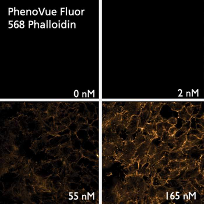 PhenoVue Fluor 568 - Phalloidin | Revvity