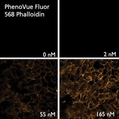 HeLa cells stained with PhenoVue Fluor 568 - Phalloidin