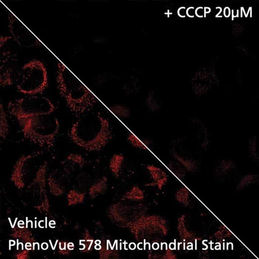 HeLa cells stained with PhenoVue 578 Mitochondrial Stain