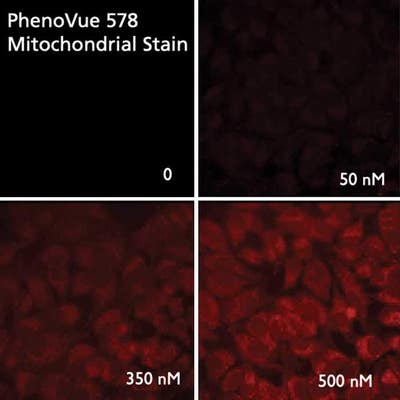 HeLa cells stained with PhenoVue 578 Mitochondrial Stain