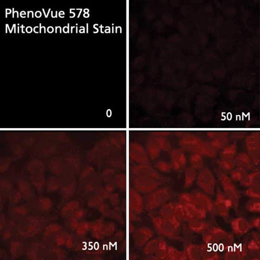 HeLa cells stained with PhenoVue 578 Mitochondrial Stain