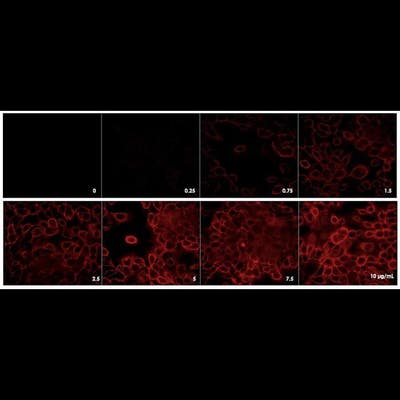 Detection of EGFR expressed in A431 cells by indirect immunofluorescence using increasing concentrations of PhenoVue Fluor 594 Goat Anti-Mouse IgG Cross-Adsorbed