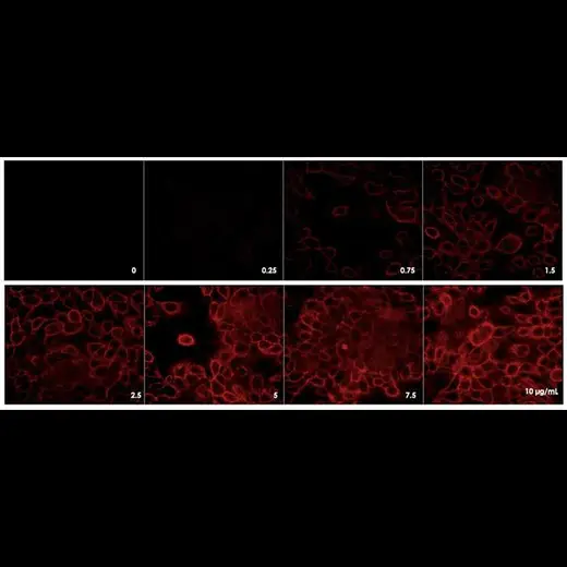 Detection of EGFR expressed in A431 cells by indirect immunofluorescence using increasing concentrations of PhenoVue Fluor 594 Goat Anti-Mouse IgG Cross-Adsorbed