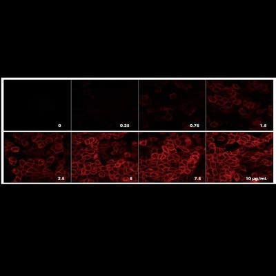 Detection of EGFR expressed in A431 cells by indirect immunofluorescence using increasing concentrations of PhenoVue Fluor 594 Goat Anti-Rabbit IgG