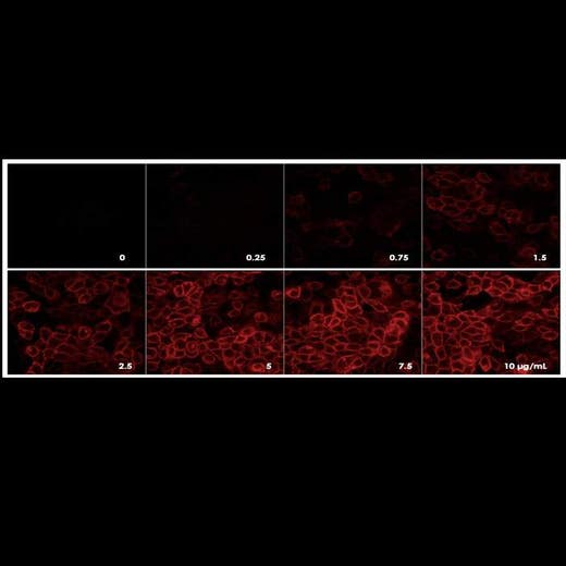 Detection of EGFR expressed in A431 cells by indirect immunofluorescence using increasing concentrations of PhenoVue Fluor 594 Goat Anti-Rabbit IgG