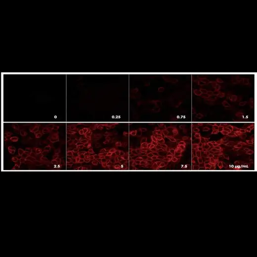 Detection of EGFR expressed in A431 cells by indirect immunofluorescence using increasing concentrations of PhenoVue Fluor 594 Goat Anti-Rabbit IgG