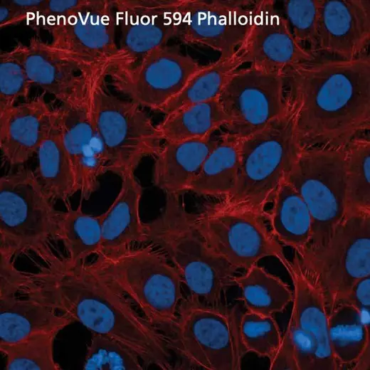 HeLa cells stained with PhenoVue Fluor 594 - Phalloidin