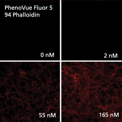 HeLa cells stained with PhenoVue Fluor 594 - Phalloidin