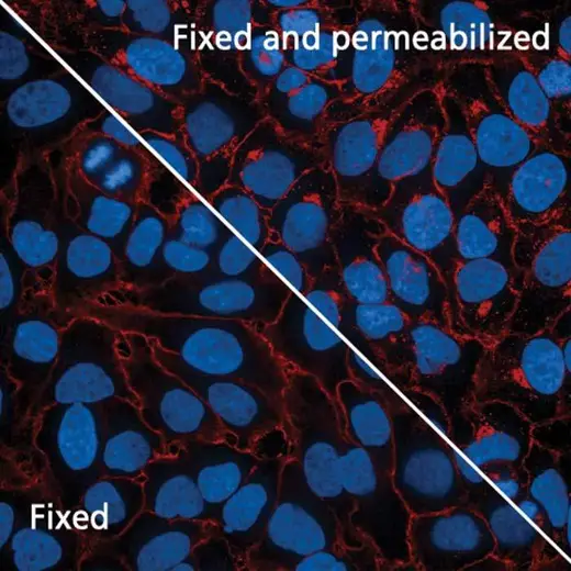 HeLa cells stained with PhenoVue Fluor 594 - WGA