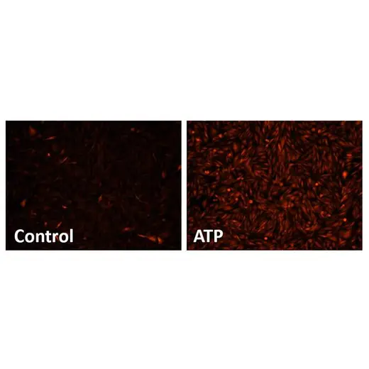 CHO-K1 cells stained with PhenoVue Cal-590 AM (with and without ATP)