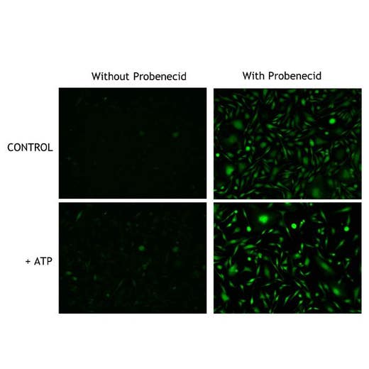 CHO-K1 cells stained with Phenovue Fluo-4 AM (in prescence and absence of probenecid, and with and without ATP stimulation)