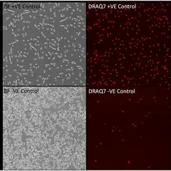 MCF-7 cells treated with negative and positive cytotoxic controls for cell death as recorded by DRAQ7