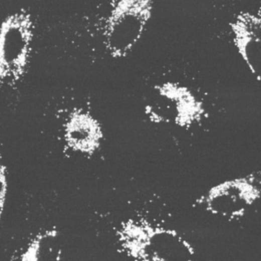 Cellular accumulation of PhenoVue HypoxiTRAK-METABOLITE in A549 cells